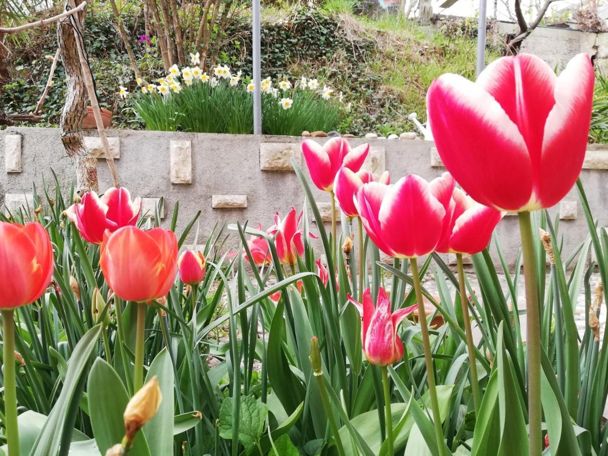 Vila Flori Capodistria Esterno foto
